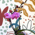 Phalaenopsis - Pink Moth Orchid - Sprouts of Bristol