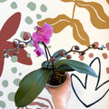 Phalaenopsis - Pink Moth Orchid - Sprouts of Bristol