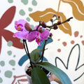 Phalaenopsis - Pink Moth Orchid - Sprouts of Bristol