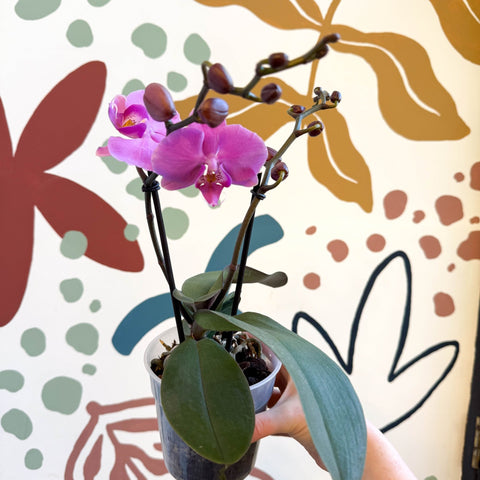 Phalaenopsis - Pink Moth Orchid - Sprouts of Bristol