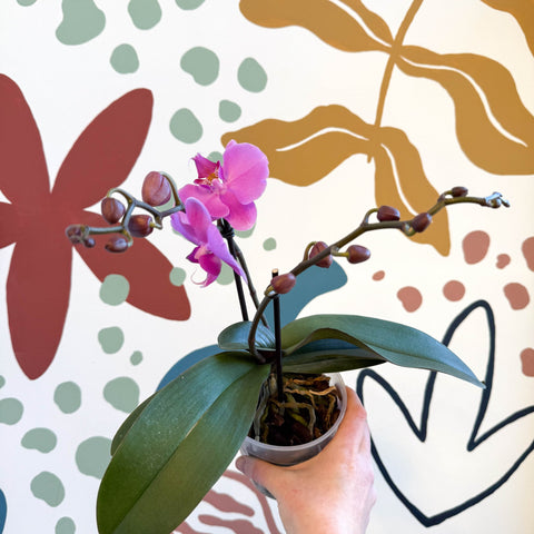 Phalaenopsis - Pink Moth Orchid - Sprouts of Bristol