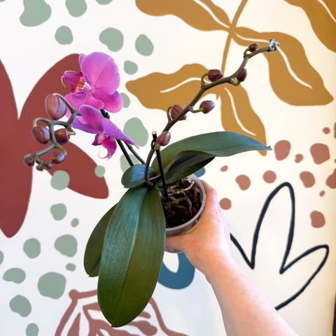 Phalaenopsis - Pink Moth Orchid - Sprouts of Bristol