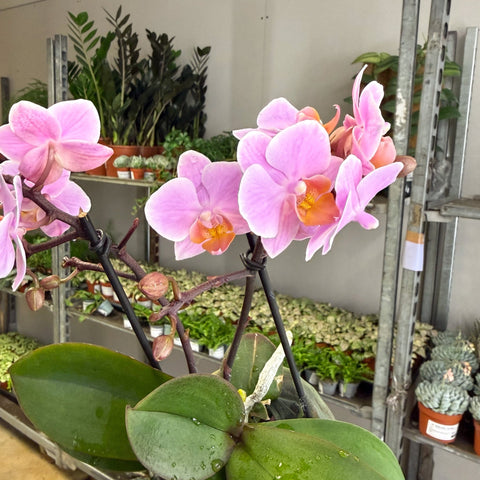 Phalaenopsis 'Romantico' - Pink Moth Orchid - Sprouts of Bristol