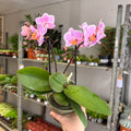 Phalaenopsis 'Romantico' - Pink Moth Orchid - Sprouts of Bristol