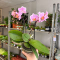 Phalaenopsis 'Romantico' - Pink Moth Orchid - Sprouts of Bristol