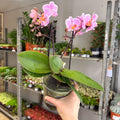 Phalaenopsis 'Romantico' - Pink Moth Orchid - Sprouts of Bristol