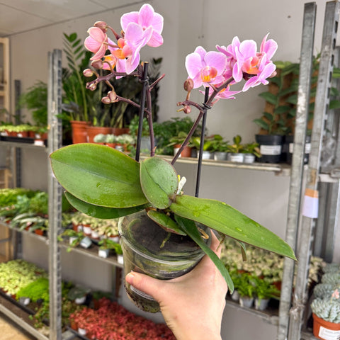 Phalaenopsis 'Romantico' - Pink Moth Orchid - Sprouts of Bristol