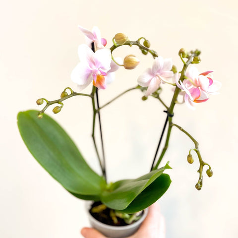 Phalaenopsis 'Rotterdam' - Pink Moth Orchid - Sprouts of Bristol