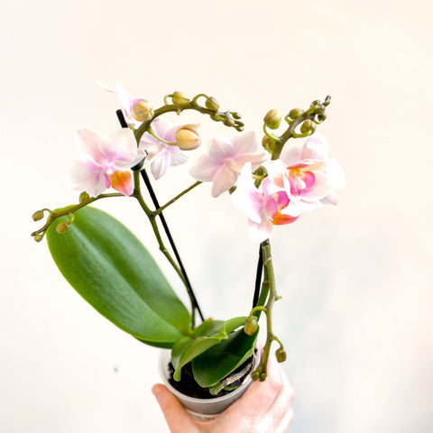 Phalaenopsis 'Rotterdam' - Pink Moth Orchid - Sprouts of Bristol