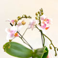 Phalaenopsis 'Rotterdam' - Pink Moth Orchid - Sprouts of Bristol