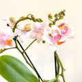 Phalaenopsis 'Rotterdam' - Pink Moth Orchid - Sprouts of Bristol