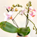 Phalaenopsis 'Rotterdam' - Pink Moth Orchid - Sprouts of Bristol