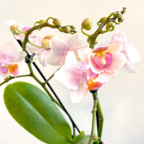 Phalaenopsis 'Rotterdam' - Pink Moth Orchid - Sprouts of Bristol