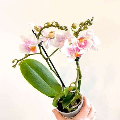 Phalaenopsis 'Rotterdam' - Pink Moth Orchid - Sprouts of Bristol