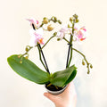 Phalaenopsis 'Rotterdam' - Pink Moth Orchid - Sprouts of Bristol