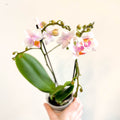 Phalaenopsis 'Rotterdam' - Pink Moth Orchid - Sprouts of Bristol