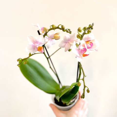 Phalaenopsis 'Rotterdam' - Pink Moth Orchid - Sprouts of Bristol