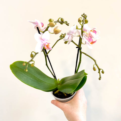 Phalaenopsis 'Rotterdam' - Pink Moth Orchid - Sprouts of Bristol