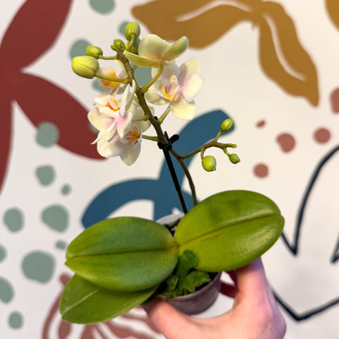 Phalaenopsis 'Sara' - Moth Orchid - Sprouts of Bristol