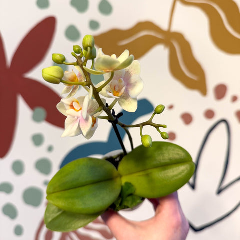 Phalaenopsis 'Sara' - Moth Orchid - Sprouts of Bristol