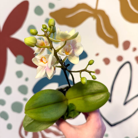 Phalaenopsis 'Sara' - Moth Orchid - Sprouts of Bristol