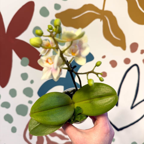 Phalaenopsis 'Sara' - Moth Orchid - Sprouts of Bristol