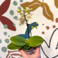 Phalaenopsis 'Sara' - Moth Orchid - Sprouts of Bristol