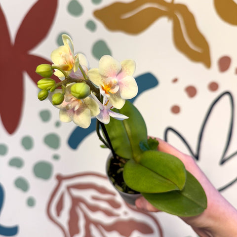 Phalaenopsis 'Sara' - Moth Orchid - Sprouts of Bristol