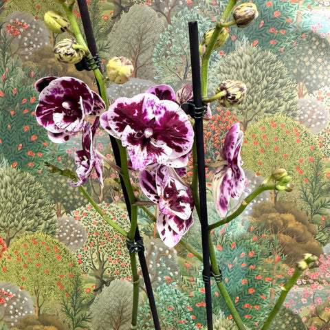 Phalaenopsis ‘Speechless Elegance’ – Moth Orchid - Sprouts of Bristol