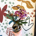 Phalaenopsis - Spotty Pink, Purple and White Moth Orchid - Sprouts of Bristol