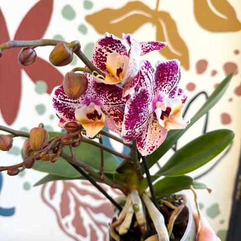 Phalaenopsis - Spotty Pink, Purple and White Moth Orchid - Sprouts of Bristol