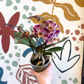 Phalaenopsis - Spotty Pink, Purple and White Moth Orchid - Sprouts of Bristol