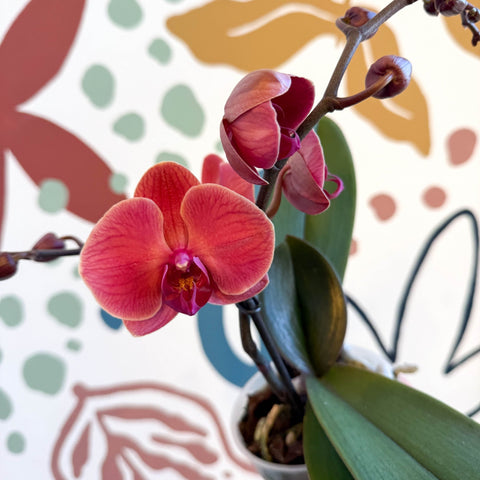 Phalaenopsis 'Spritz' - Orange Red Moth Orchid - Sprouts of Bristol