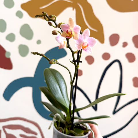 Phalaenopsis 'Treviso' - Pale Pink Moth Orchid - Sprouts of Bristol