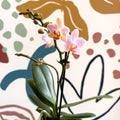 Phalaenopsis 'Treviso' - Pale Pink Moth Orchid - Sprouts of Bristol