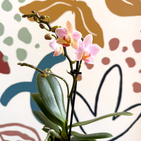 Phalaenopsis 'Treviso' - Pale Pink Moth Orchid - Sprouts of Bristol