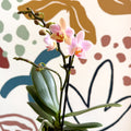 Phalaenopsis 'Treviso' - Pale Pink Moth Orchid - Sprouts of Bristol
