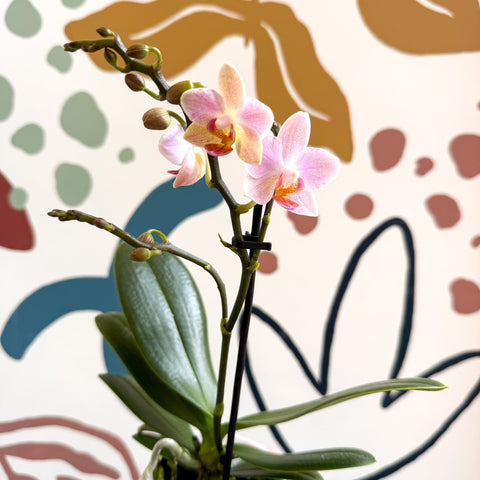 Phalaenopsis 'Treviso' - Pale Pink Moth Orchid - Sprouts of Bristol