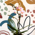 Phalaenopsis 'Treviso' - Pale Pink Moth Orchid - Sprouts of Bristol