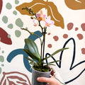 Phalaenopsis 'Treviso' - Pale Pink Moth Orchid - Sprouts of Bristol