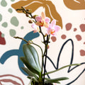 Phalaenopsis 'Treviso' - Pale Pink Moth Orchid - Sprouts of Bristol