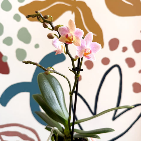 Phalaenopsis 'Treviso' - Pale Pink Moth Orchid - Sprouts of Bristol