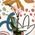 Phalaenopsis 'Treviso' - Pale Pink Moth Orchid - Sprouts of Bristol