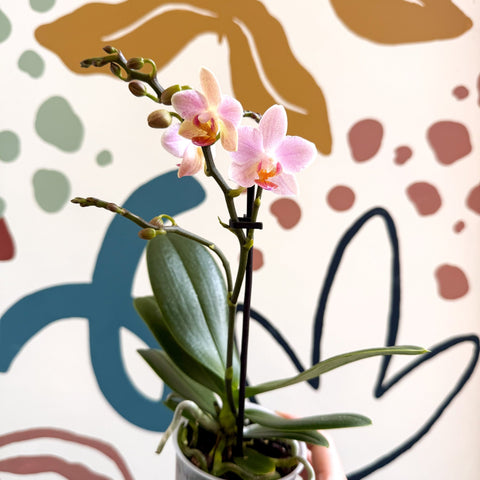 Phalaenopsis 'Treviso' - Pale Pink Moth Orchid - Sprouts of Bristol