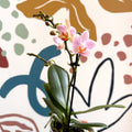 Phalaenopsis 'Treviso' - Pale Pink Moth Orchid - Sprouts of Bristol