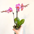 Phalaenopsis 'Vienna' - Pink Moth Orchid - Sprouts of Bristol