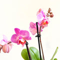 Phalaenopsis 'Vienna' - Pink Moth Orchid - Sprouts of Bristol