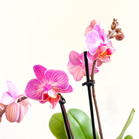 Phalaenopsis 'Vienna' - Pink Moth Orchid - Sprouts of Bristol