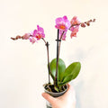 Phalaenopsis 'Vienna' - Pink Moth Orchid - Sprouts of Bristol