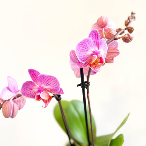 Phalaenopsis 'Vienna' - Pink Moth Orchid - Sprouts of Bristol